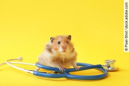 Funny hamster with stethoscope on color background. Veterinary c