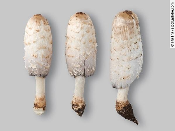 Shaggymane Mushrooms (Coprinus comatus)