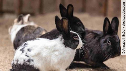 Portrait of a group of dwarf rabbits in different colors in an enclosure, Brachylagus idahoensis