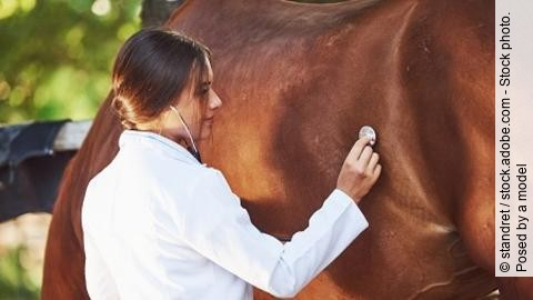 Using stethoscope. Female vet examining horse outdoors at the fa