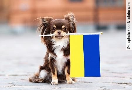brown small dog holding a flag of Ukraine, relocating with pets 