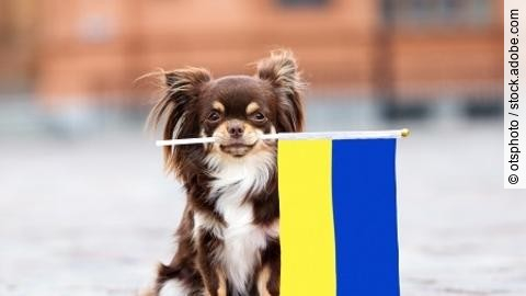 brown small dog holding a flag of Ukraine, relocating with pets 