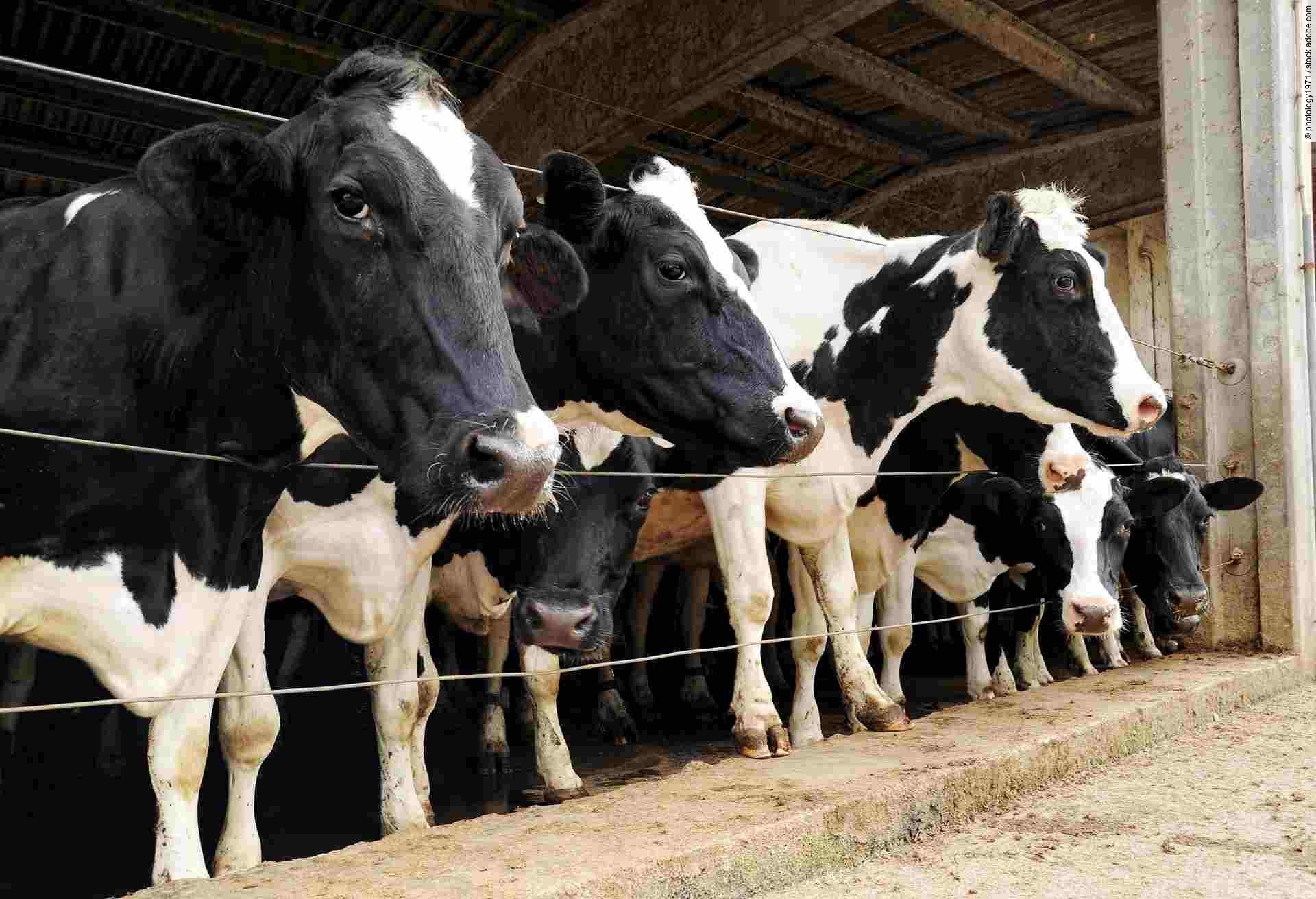 Row of dairy cows penned in a barn