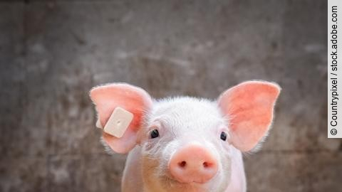 Schweinehaltung, Porträt von einem niedlichen Ferkel