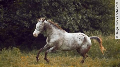 Appaloosa horse galloping through green meadow by the sunset