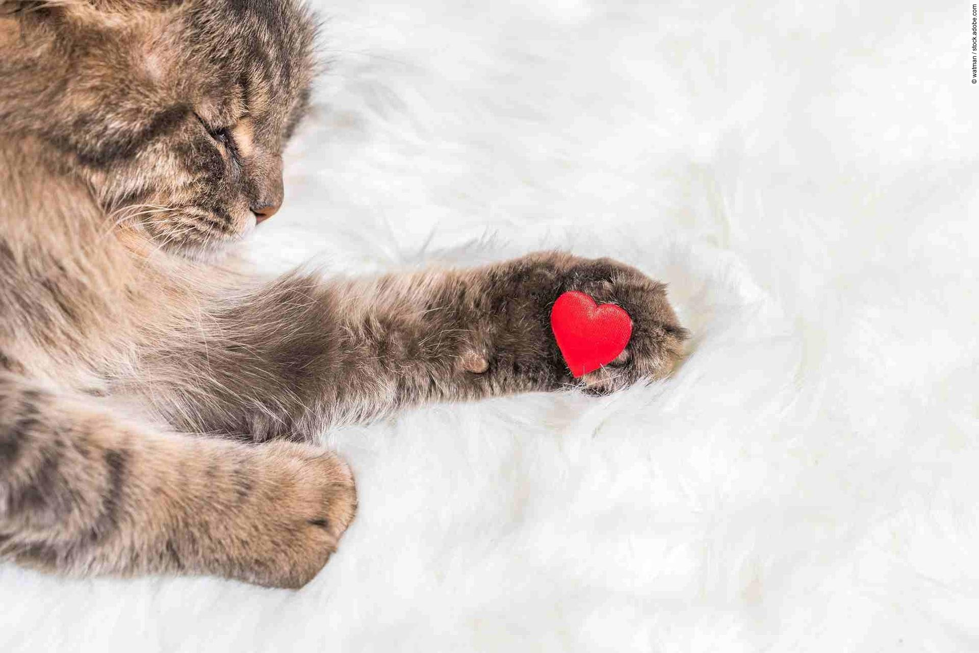 Gray tabby fluffy cat with a red heart on the paw on white fur b