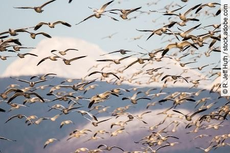Flock of Snow Geese Landing Backdropped by Mount Baker in Evenin