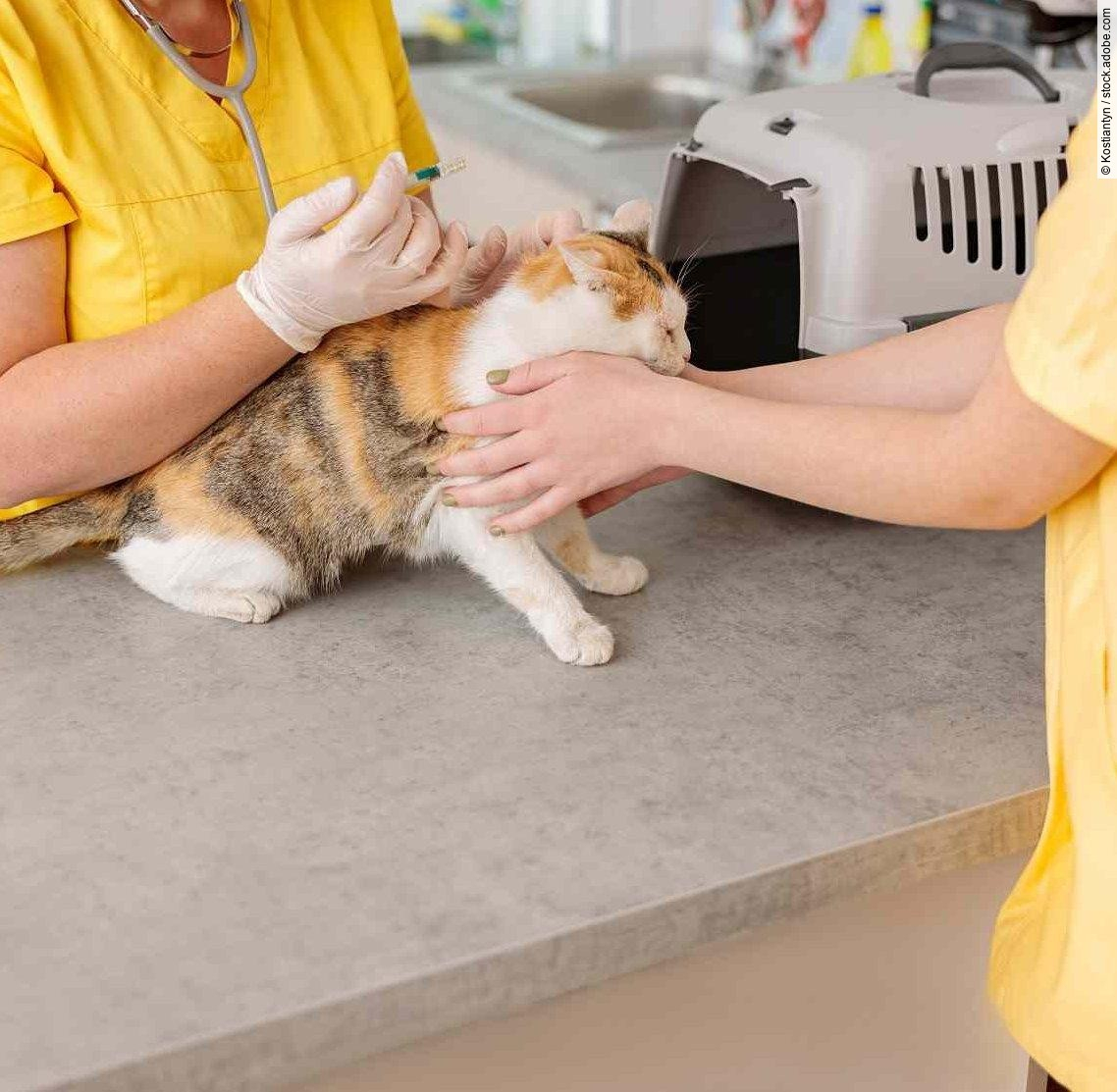 Photo of cat vaccination at vet clinic