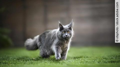 young maine coon cat walking on grass in summer