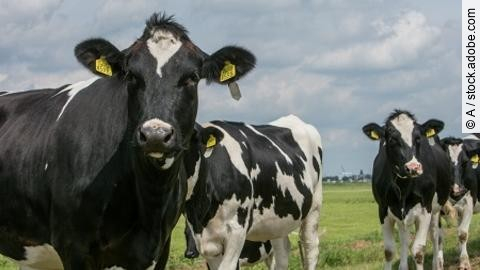 Cows in meadow Netherlands