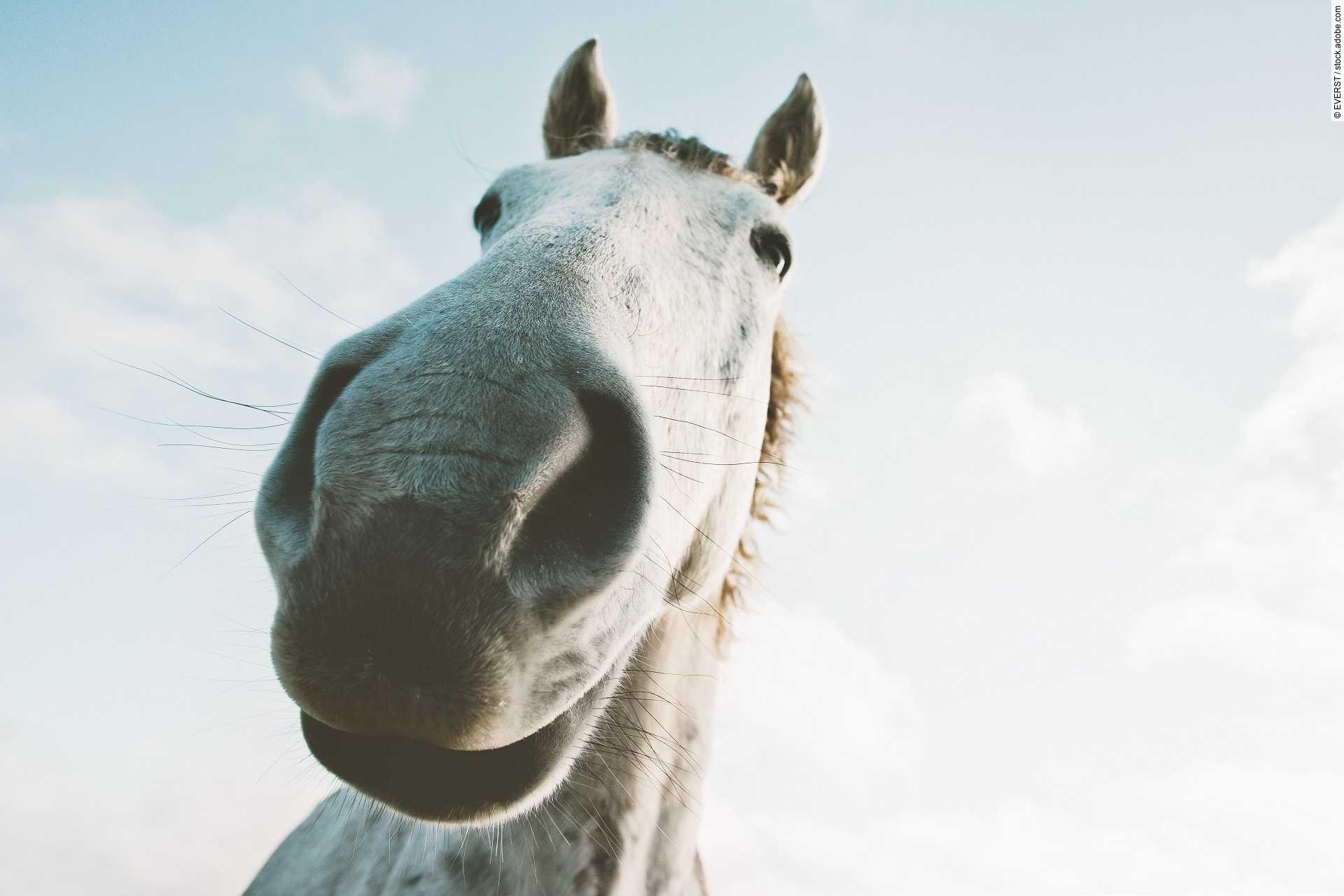 White horse portrait selfie funny pets close up wild nature anim