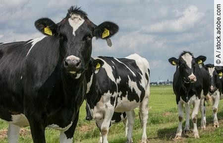 Cows in meadow Netherlands