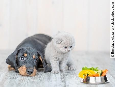 Cute baby kitten sitting with dachshund puppy on the floor at ho