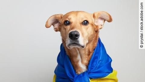 Red mixed breed dog covers Ukrainian blue and yellow flags need 