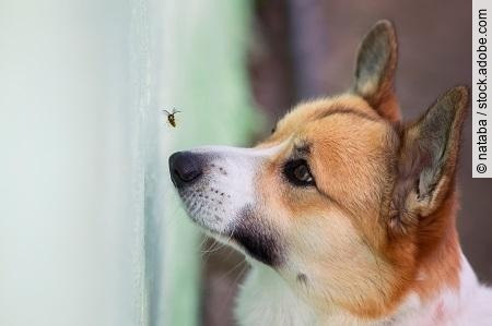 funny Corgi puppy tries to catch a dangerous striped insect wasp
