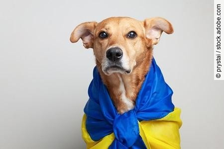 Red mixed breed dog covers Ukrainian blue and yellow flags need 