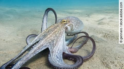 Il polpo (Octopus vulgaris Cuvier, 1797) o polpo è un cefalopod