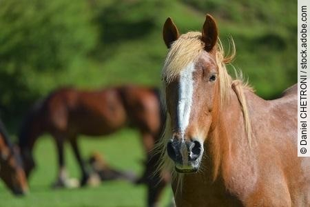 Wonderful close-up photo of light brown horse with another horse
