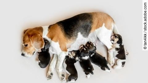 Mother beagle feeding puppies