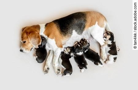 Mother beagle feeding puppies