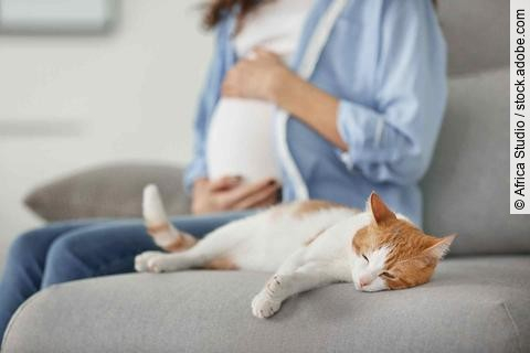 Cute cat and blurred pregnant woman on background