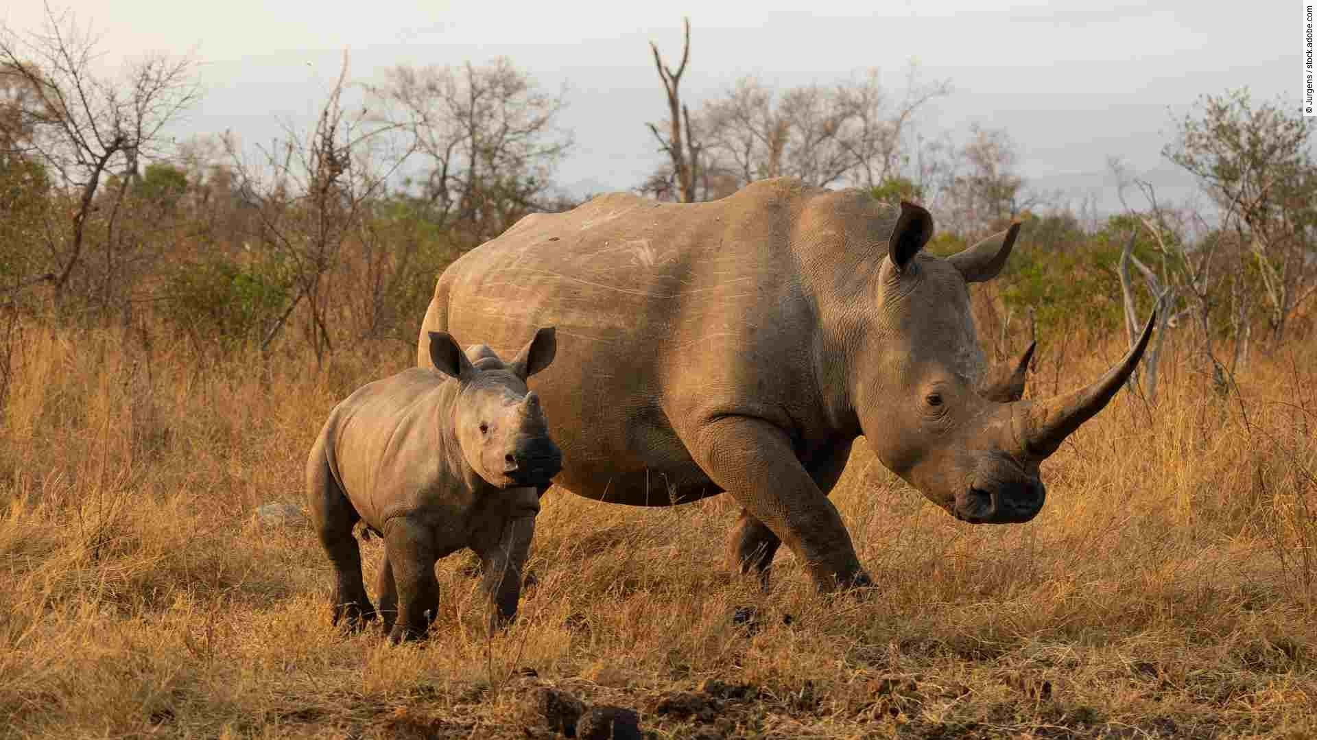 White rhino cow and calf in golden light