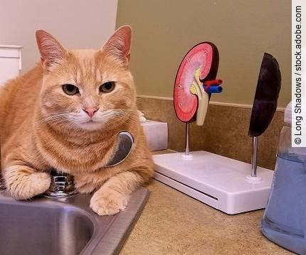 Large Tabby Cat Chilling Out at a Sink (Miraculously!) and Waiti