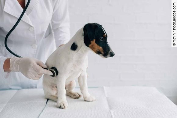 Puppy sits on a white table during a stethoscope inspection, dog