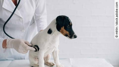 Puppy sits on a white table during a stethoscope inspection, dog