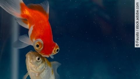 Two goldfish swimming together in aquarium