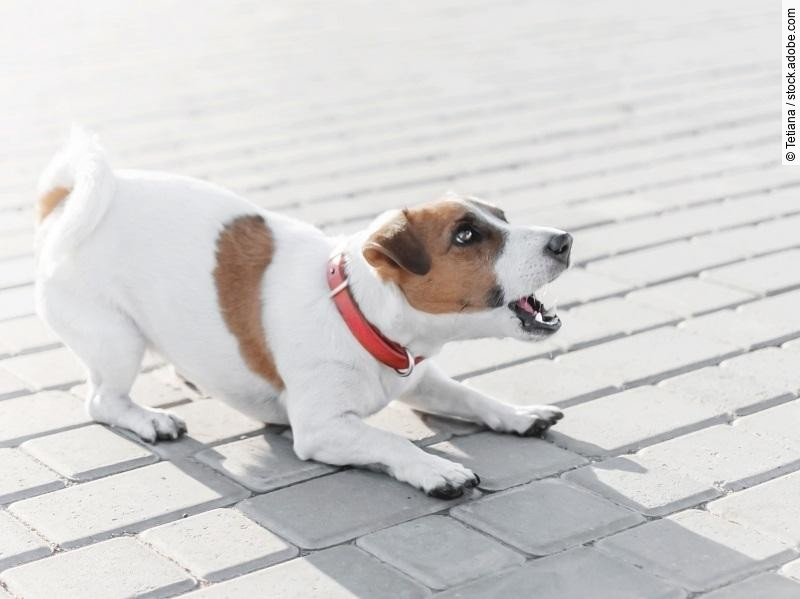 A small dog jack russell terrier in red collar running, jumping,