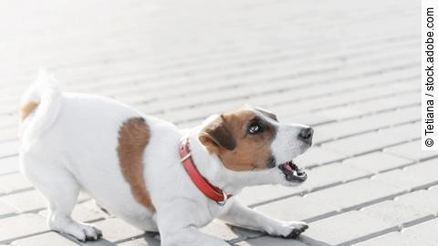 A small dog jack russell terrier in red collar running, jumping,