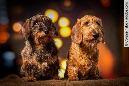 Two wire-haired dachshund dogs sitting in nightlife setting look