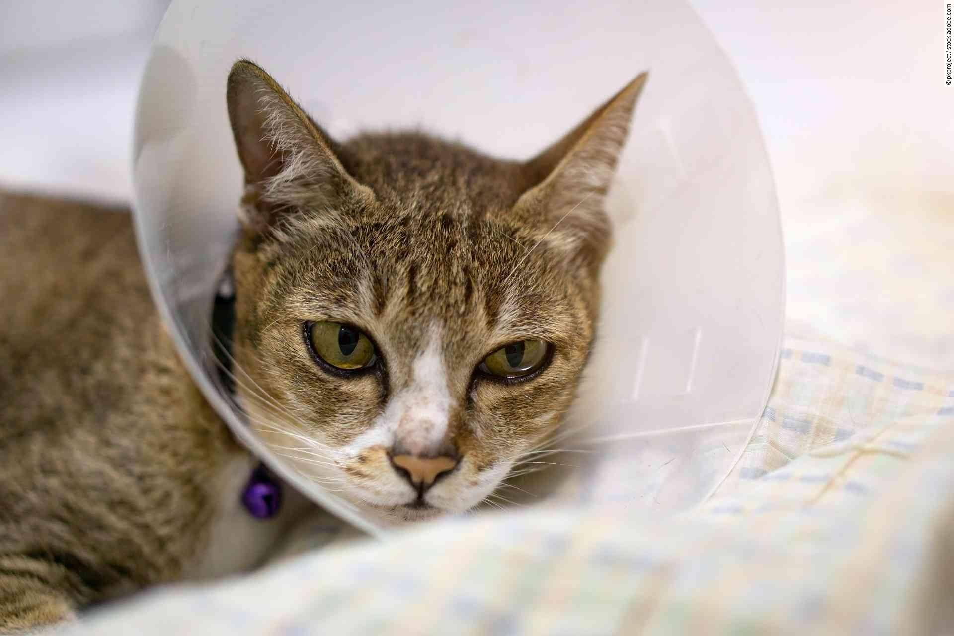 Sick cat with veterinary cone on its head to protect cat from licking a wound.