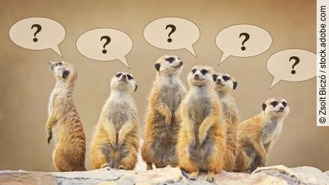 Group of watching surricatas with question marks
