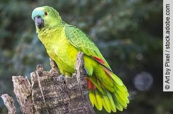 Amazona Aestiva Papagaio verdadeiro