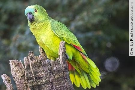 Amazona Aestiva Papagaio verdadeiro