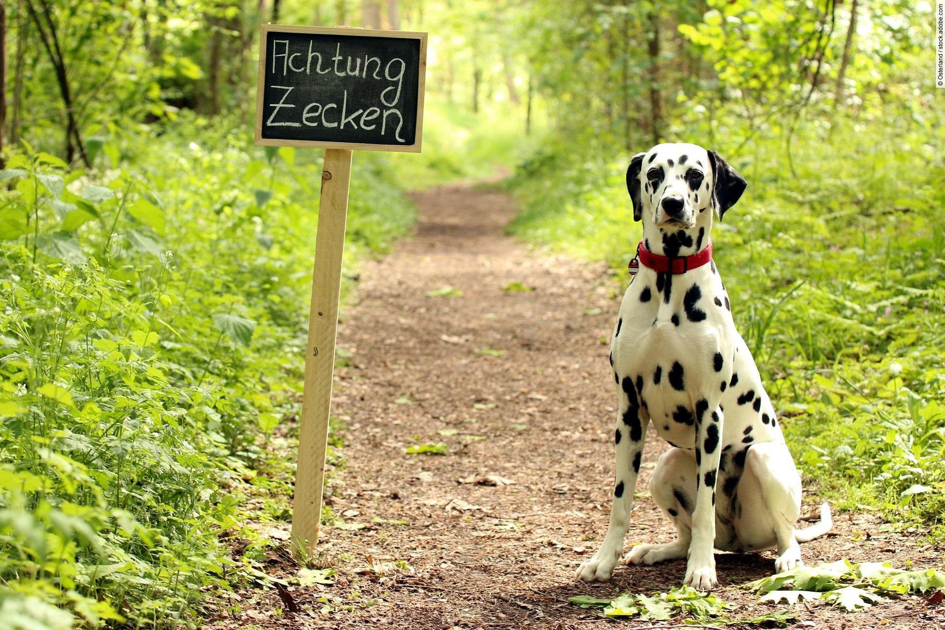 Warnschild "Achtung Zecken" mit Hund am Waldweg. 