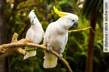 Two white cockatooes in Loro Park in Tenerife