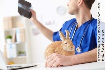 Cheerful young vet examining health of pet