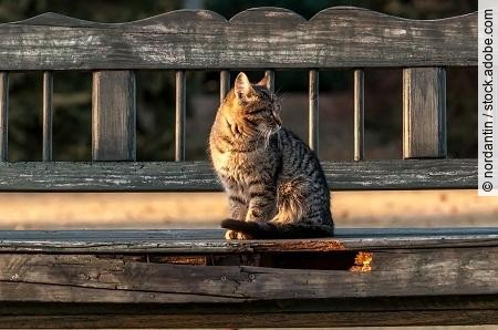 A housecat sitting on a bench in a backyard