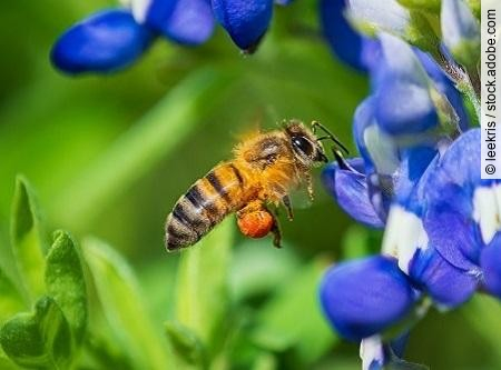 Bee pollinating Texas bluebonnet flower