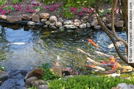 Colorful Koi fish in a rock edged stream lined with trees and fl