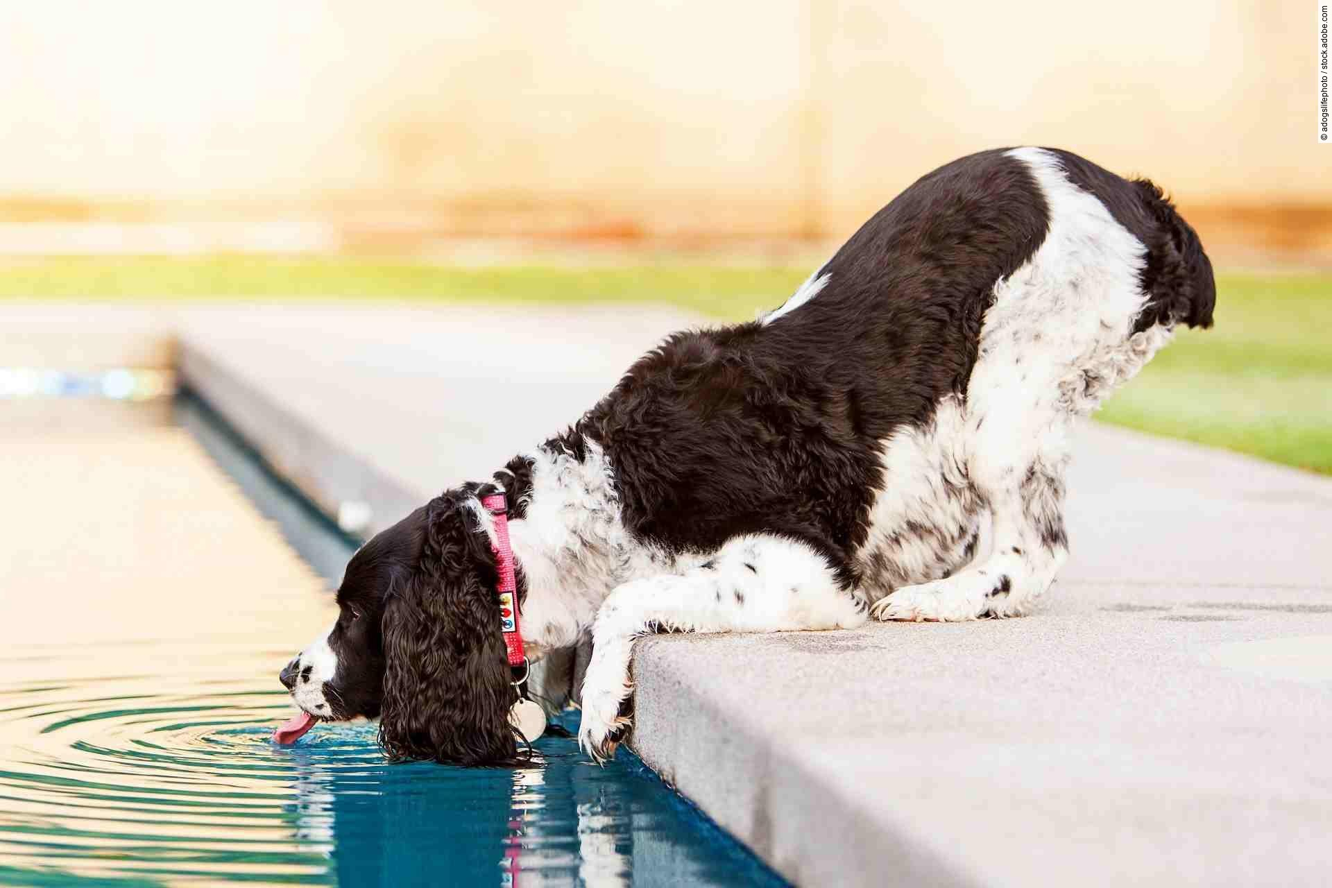 Dog Drinking Pool Water