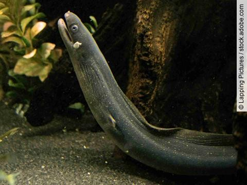 Indian Freshwater moray in a tank