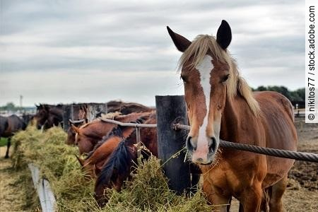 horses eating hay on the farm