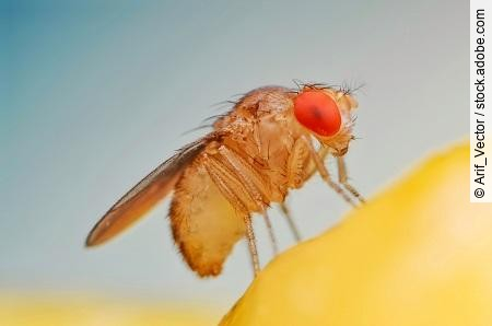 Fruit fly or vinegar fly (Drosophila melanogaster) on banana fru