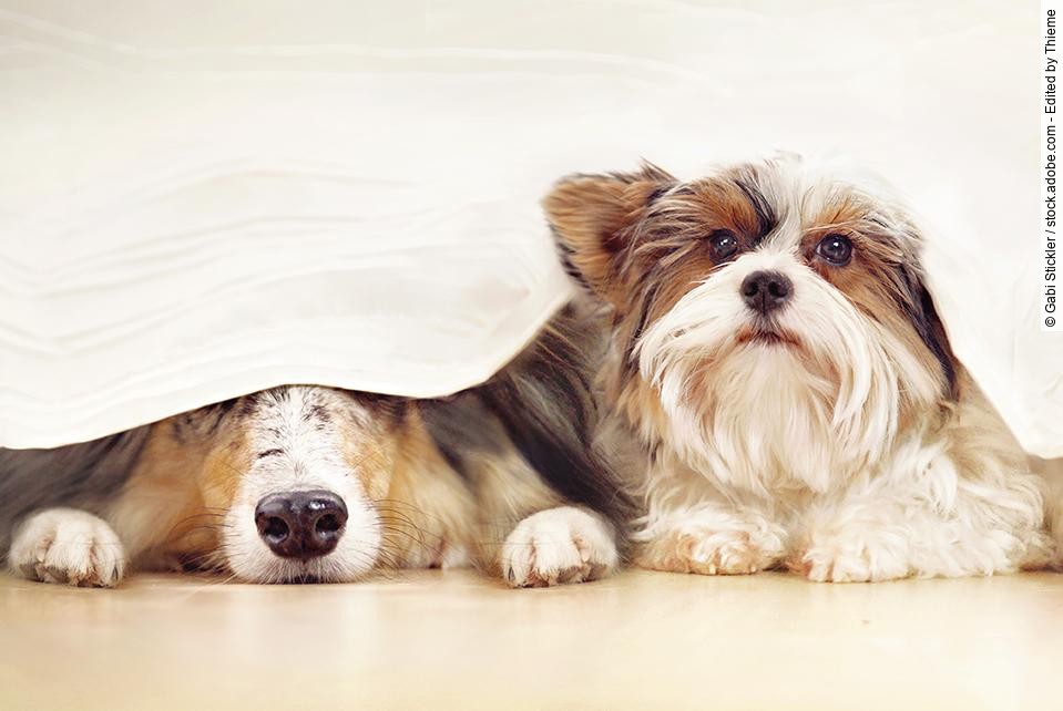 vægt Tryk ned Manifold Klinische Anzeichen sicher erkennen: Symptome der Hypothyreose beim Hund –  Thieme Vet