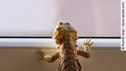 Detail of Bearded dragon (pogona) looking out of the window