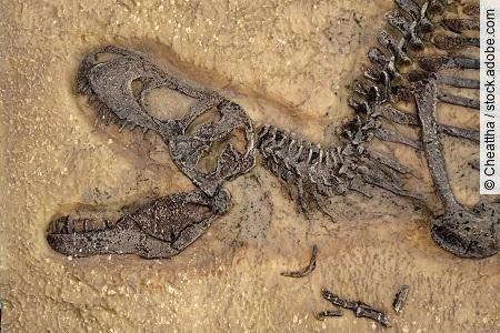 Tyrannosaurus rex fossil, Close up with selective focus. T.rex w